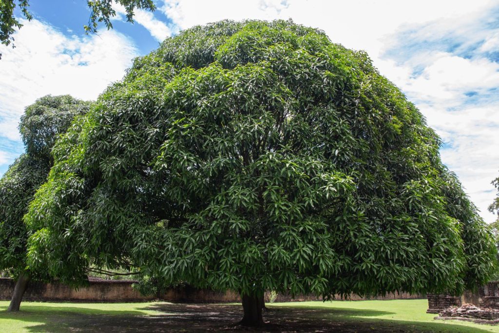 großer Mangobaum in Thailand
