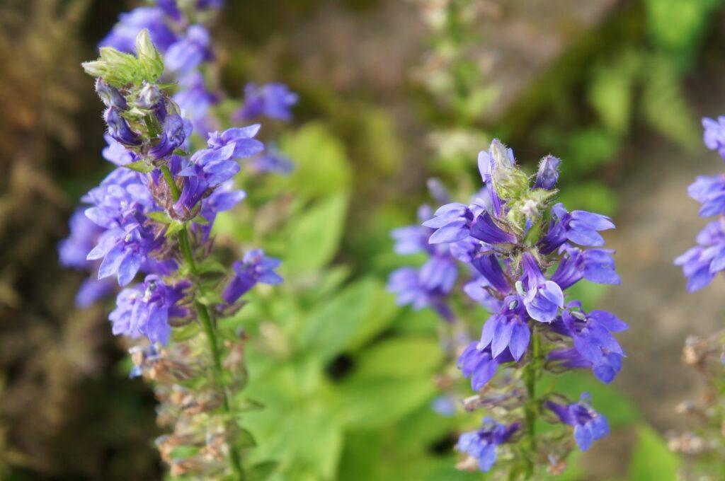 Ysop-Pflanzen mit violetten Blüten