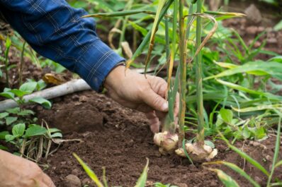 Ingwer anpflanzen: Anleitung & Tipps zum Pflanzen von Ingwer