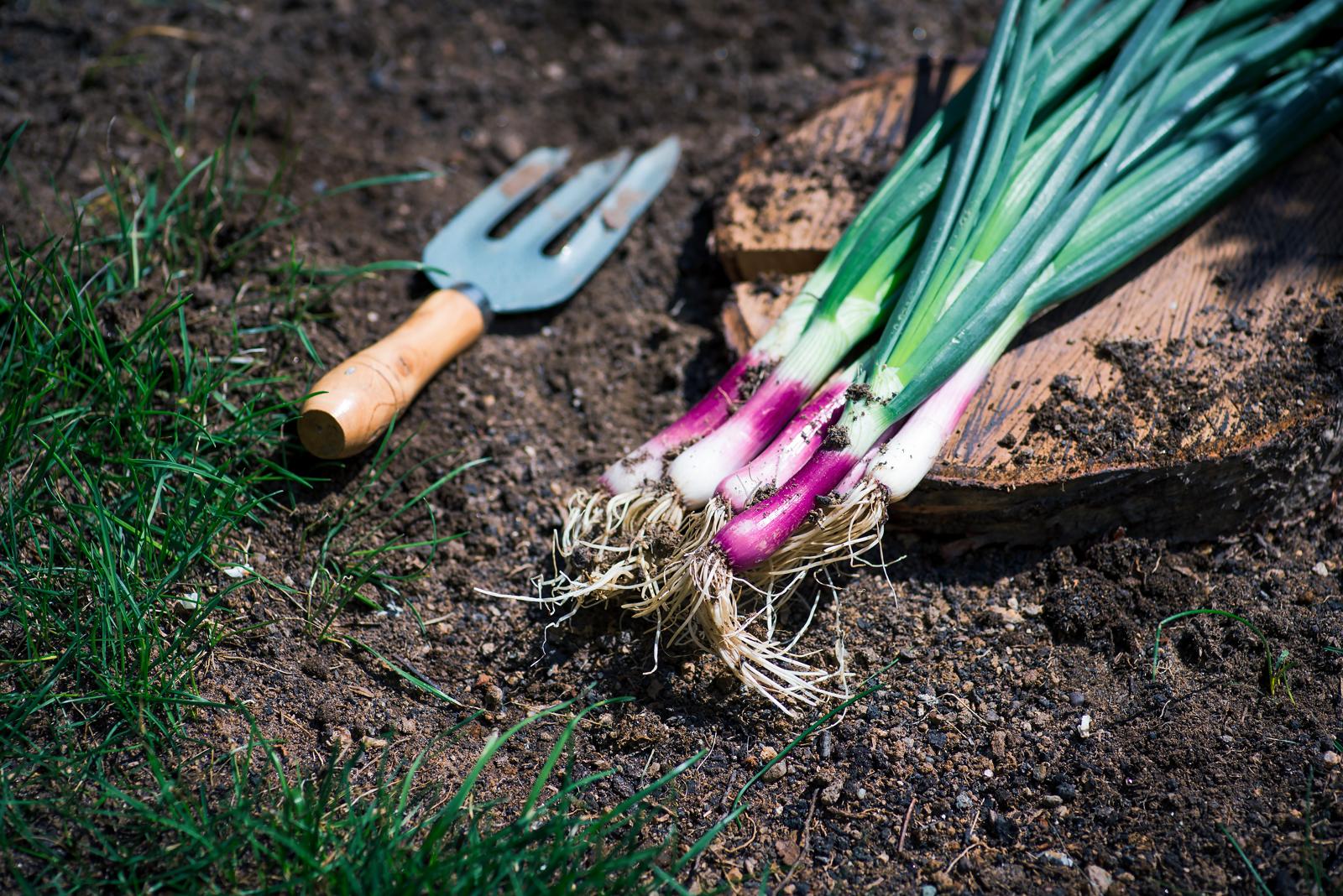 Frühlingszwiebeln Alles zu Lauchzwiebeln im Garten