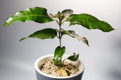 Mango anpflanzen: Einpflanzen & Anbau leicht gemacht