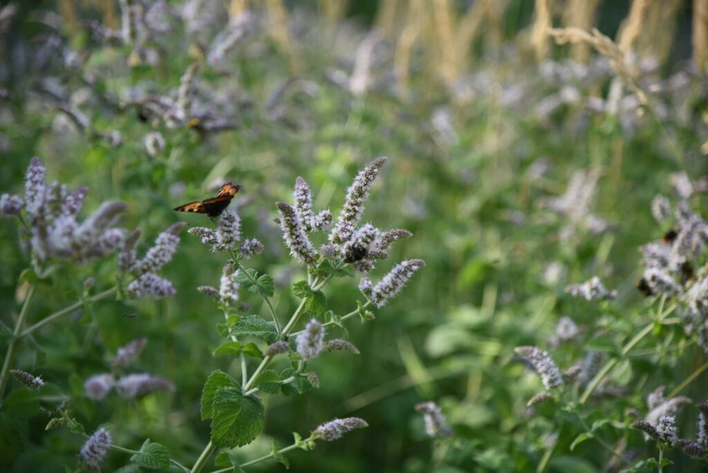 Minz-Blüte mit Schmetterling
