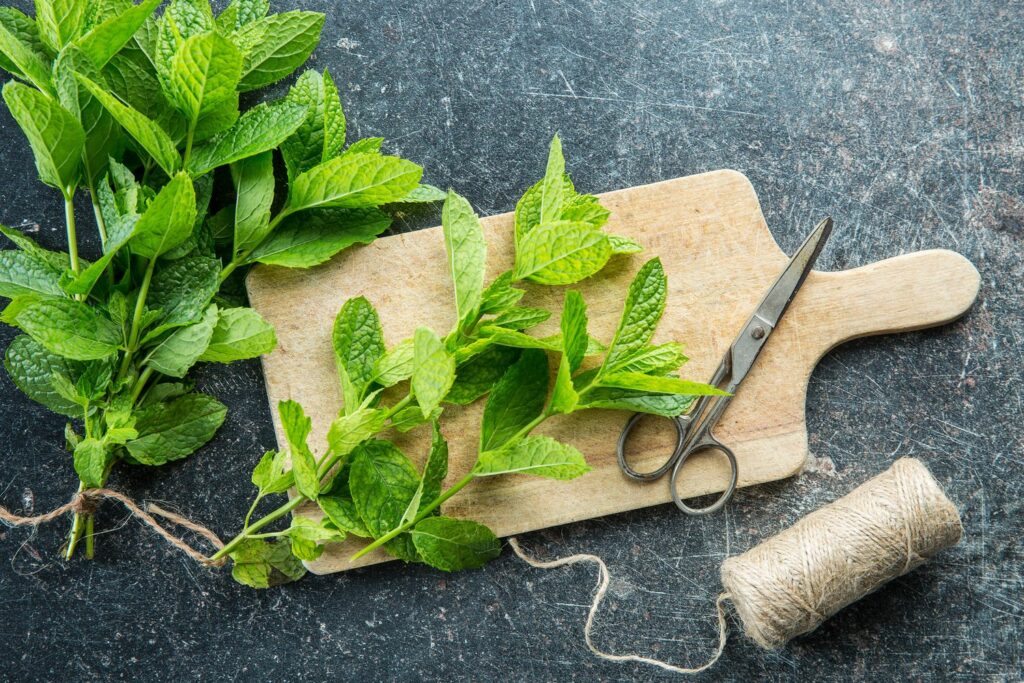 Minze Das aromatische Heilkraut im eigenen Garten Plantura