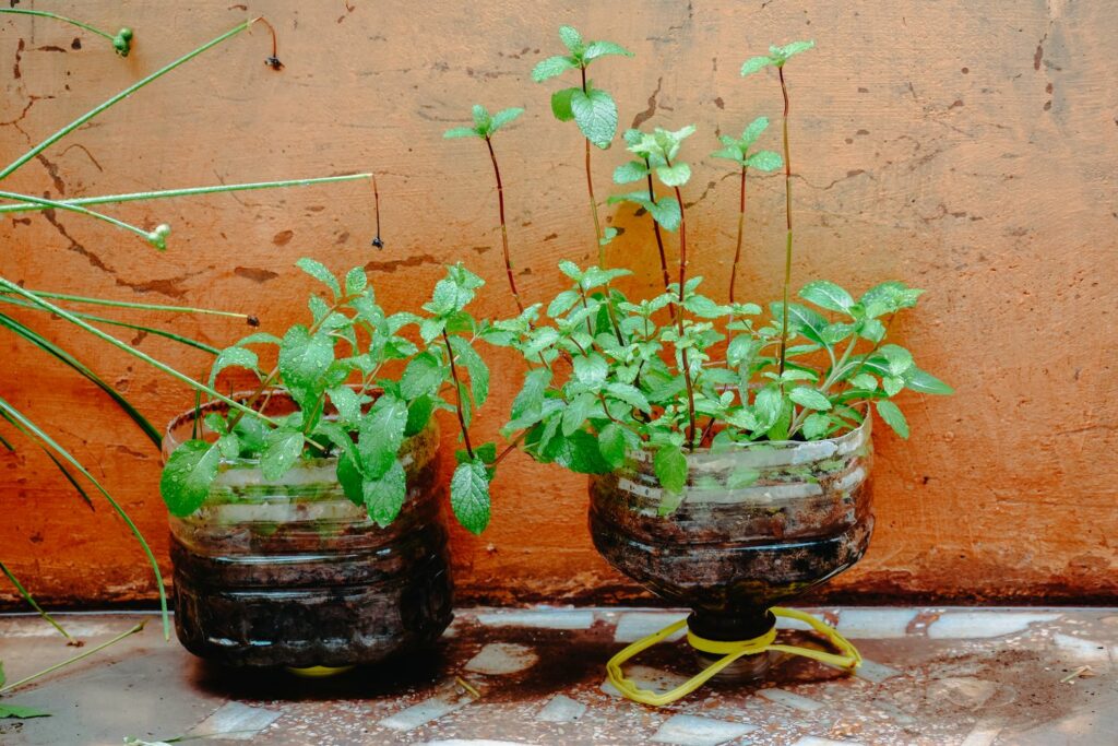 vegetative Vermehrung der Minze