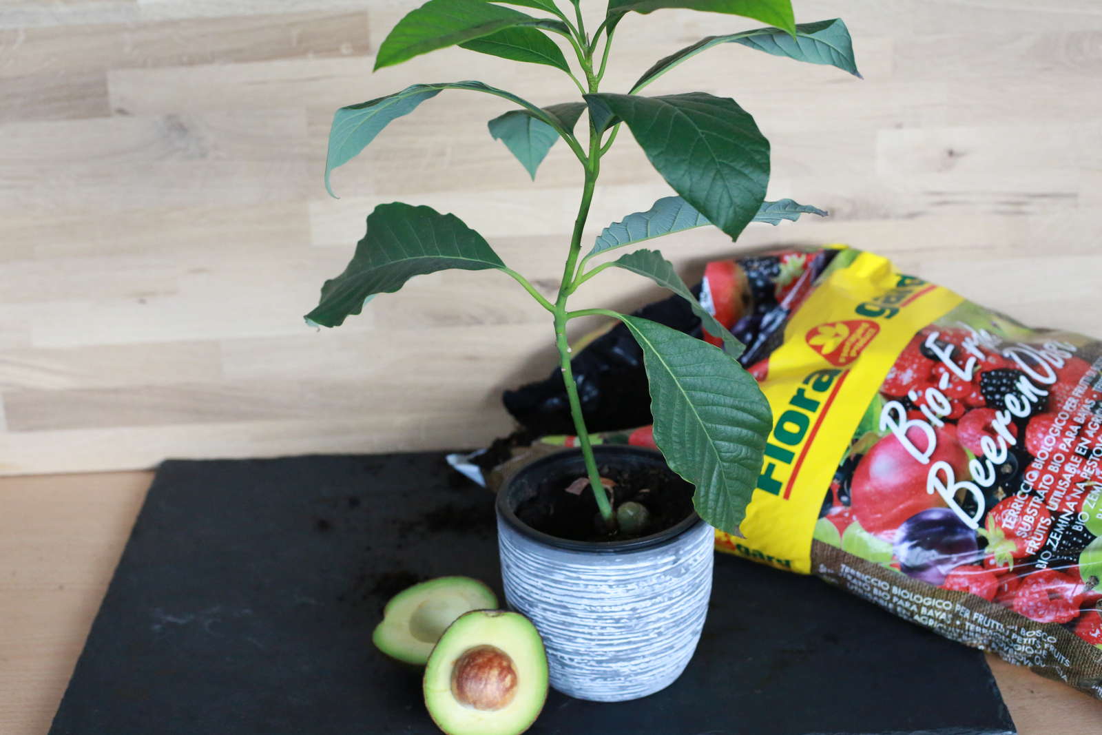 Avocadokern pflanzen AvocadoAnbau zu Hause Plantura