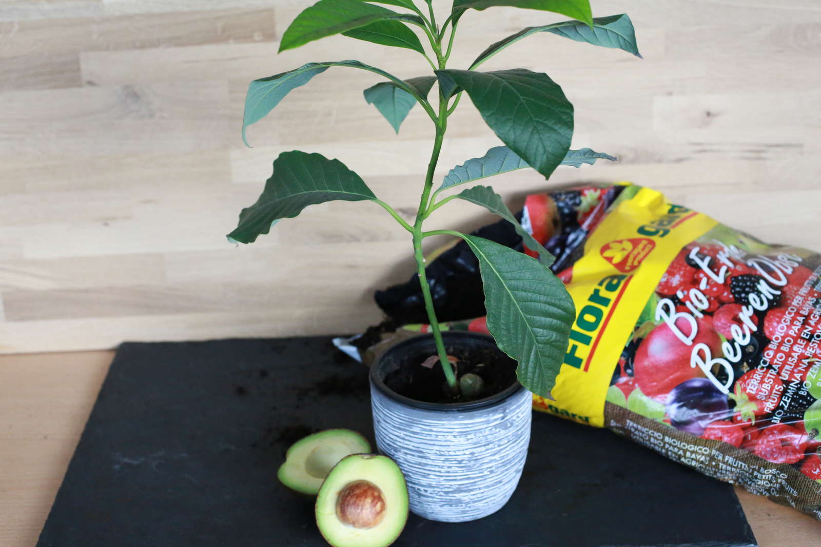 avocadokern-pflanzen-avocado-anbau-zu-hause-plantura