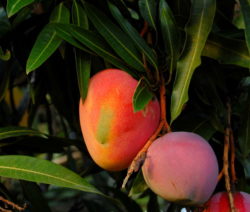 Reife Mango An Baum