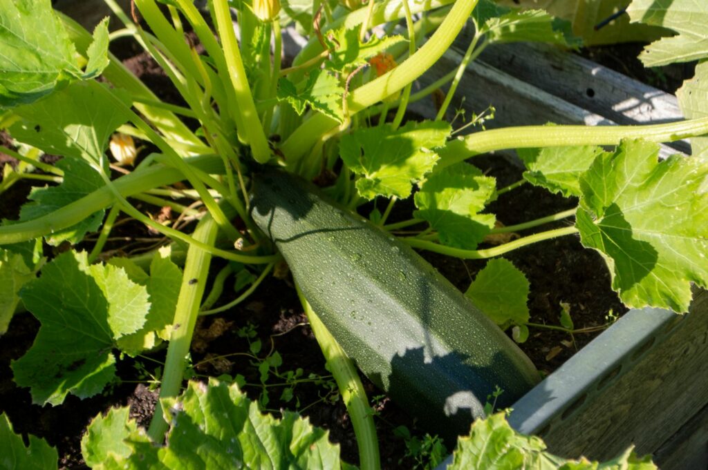 Riesenzucchini-Anbau