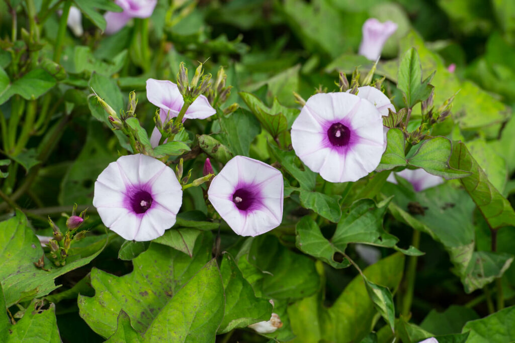 Blüte der Süßkartoffel