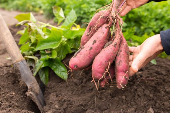 Süßkartoffel anbauen: Infos zu Jungpflanzen, Sorten und Erntezeit