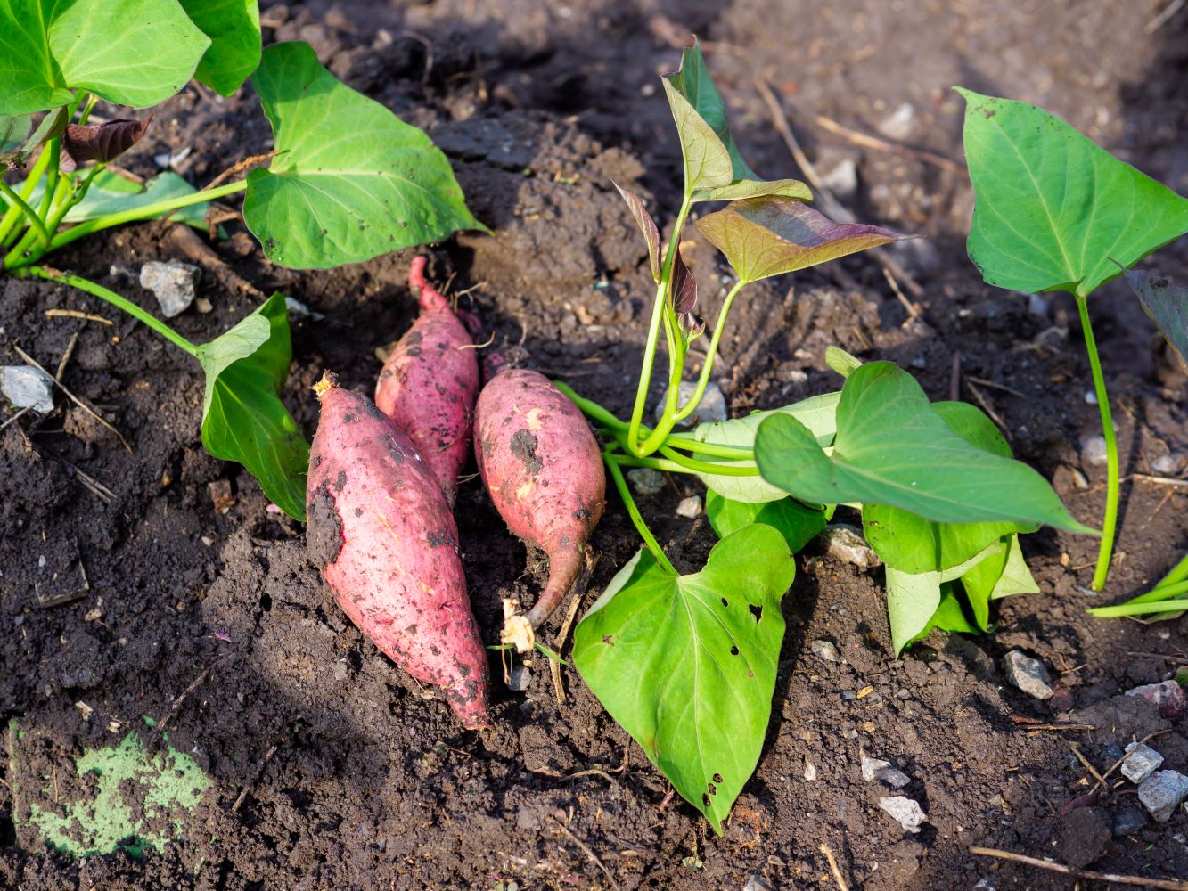 Süßkartoffel Inhaltsstoffe: Kalorienwerte, Kohlenhydrate & Eiweißgehalt