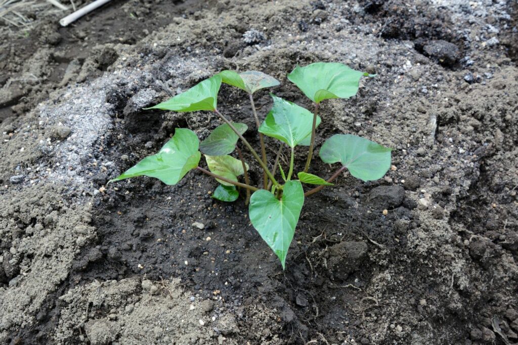 Junge Süßkartoffel-Pflanze