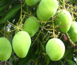 Unreife Mango