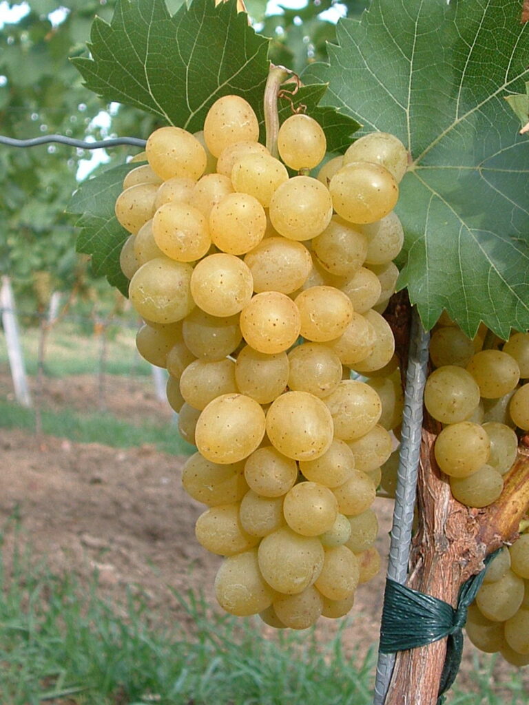 Weinrebe Sorte &amp;quot;Suzi&amp;quot;