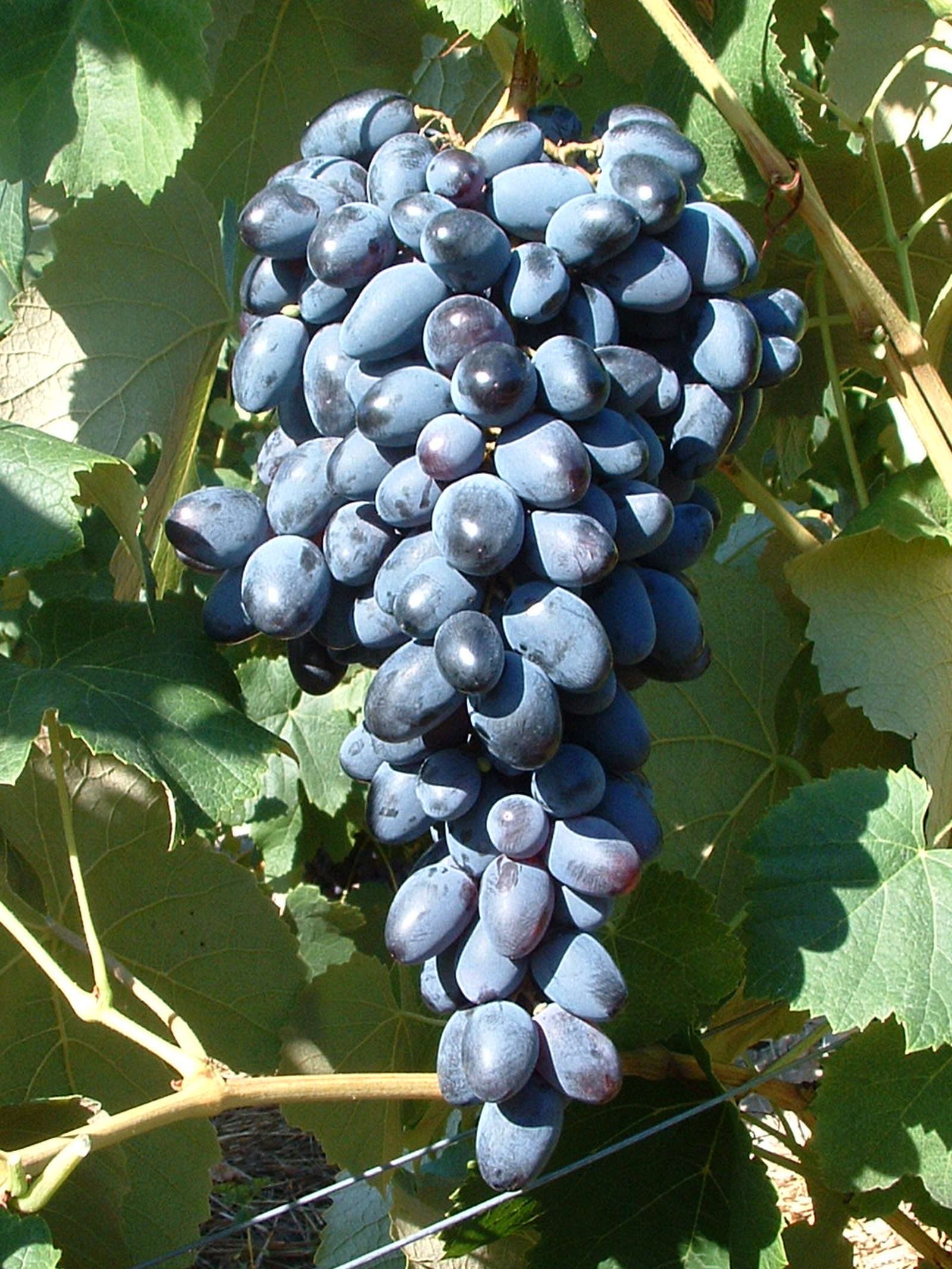 Rebsorten die besten hellen, roten und blauen Tafeltrauben Plantura
