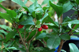 Wunderbeeren