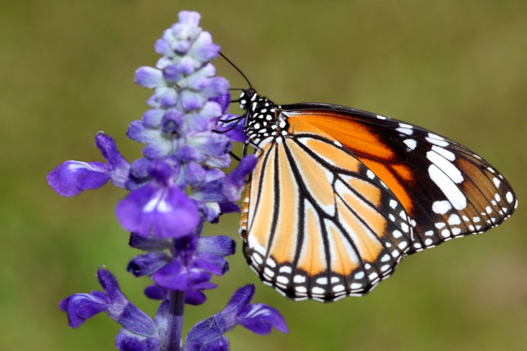 Schmetterling auf lila Ysop-Blüte
