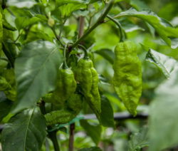 Bhut Jolokia 2