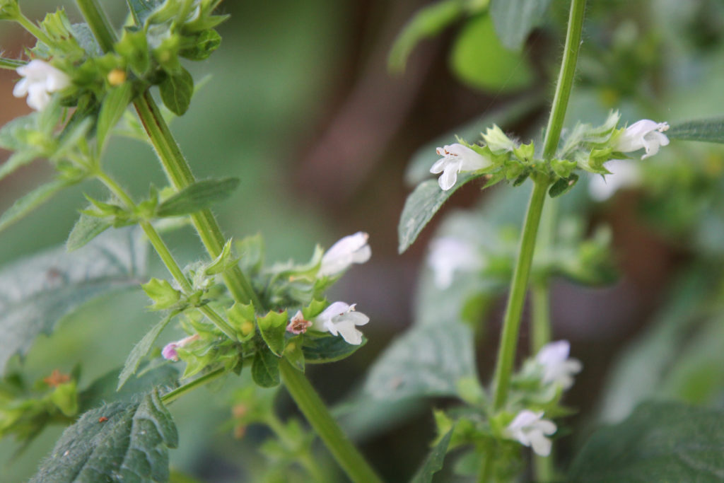 Zitronenmelisse anbauen Auf dem Balkon und im Garten Plantura