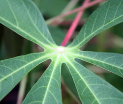 Cassava Blatt