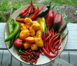 Chili Sortenvielfalt