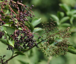 Holunderbeeren