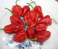 Jigsaw Fatalii's