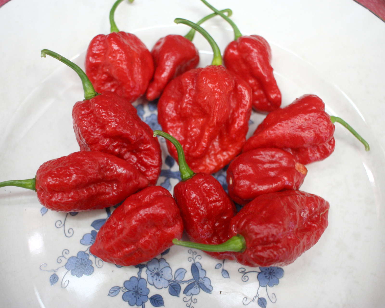 Chilisorten im Überblick: milde &amp; feurig-scharfe Sorten - Plantura