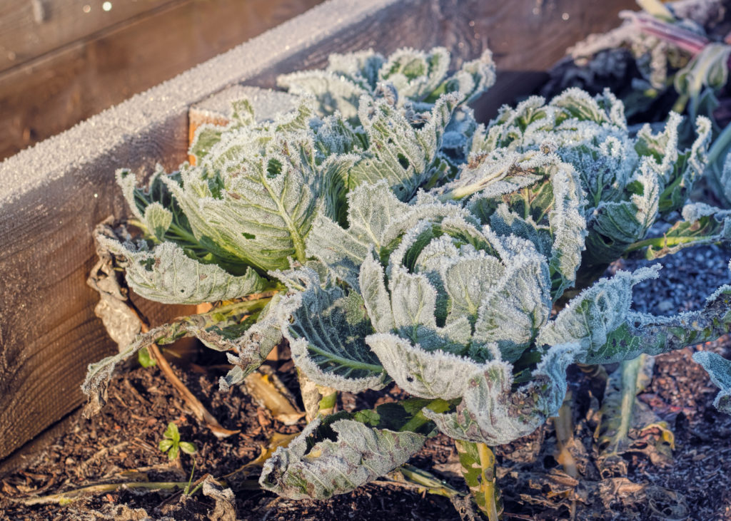 Gefrorener Kohl im Hochbeet im Winter