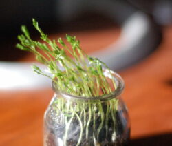 Linsen Keimlinge In Glas