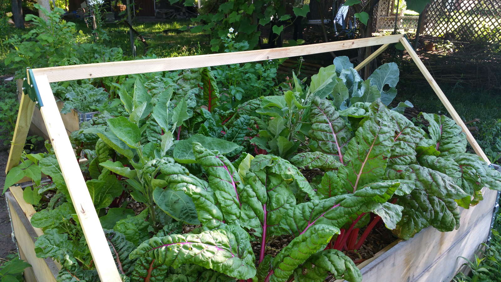 49+ Mangold Im Hochbeet, Im hochbeet, gemüsegarten oder im topf auf