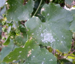 Mehltau Weinrebe Blatt