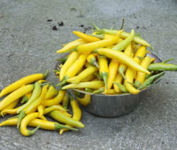 Sarit-Gat Chilis