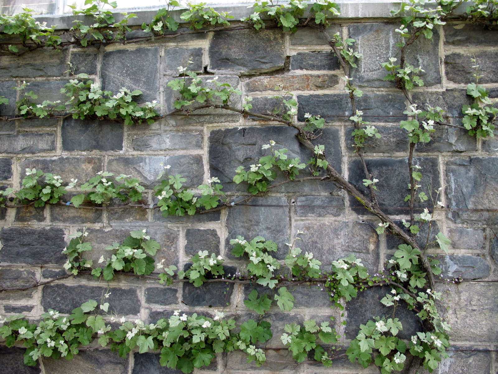 Weinreben pflanzen Pflanzzeit & winterharte / resistente Sorten Plantura