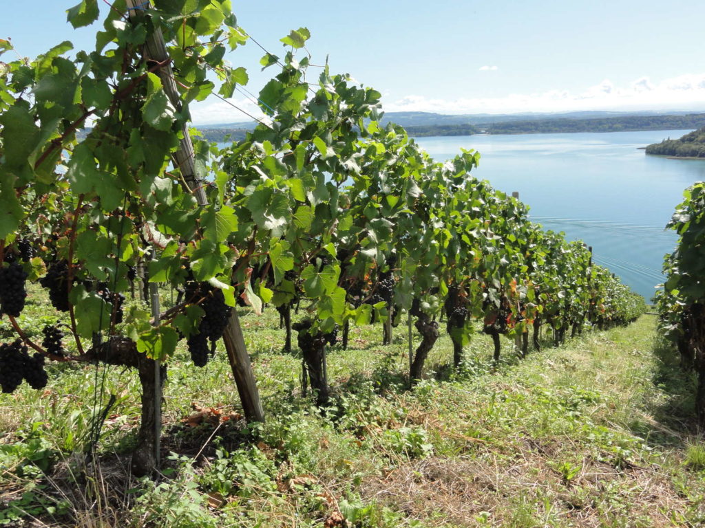 Weinreben am Hang vor See