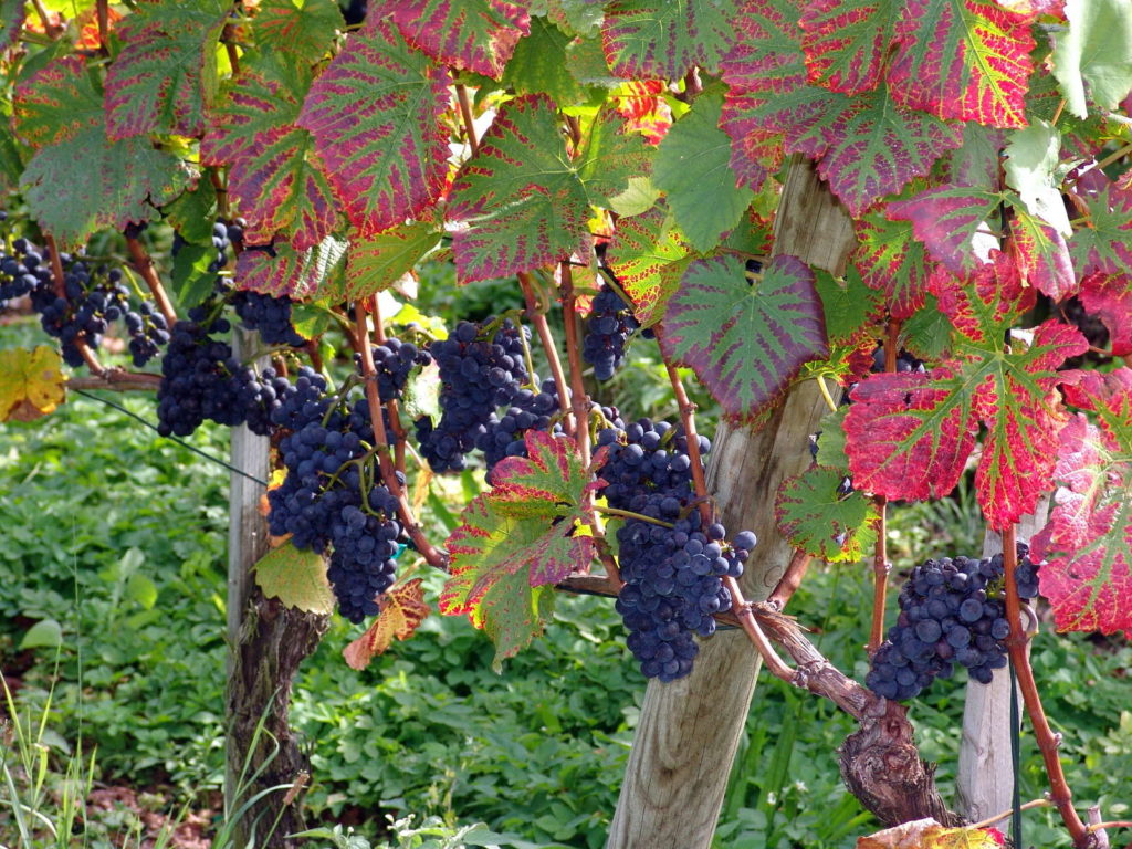 Weinreben pflanzen Pflanzzeit & winterharte / resistente Sorten Plantura
