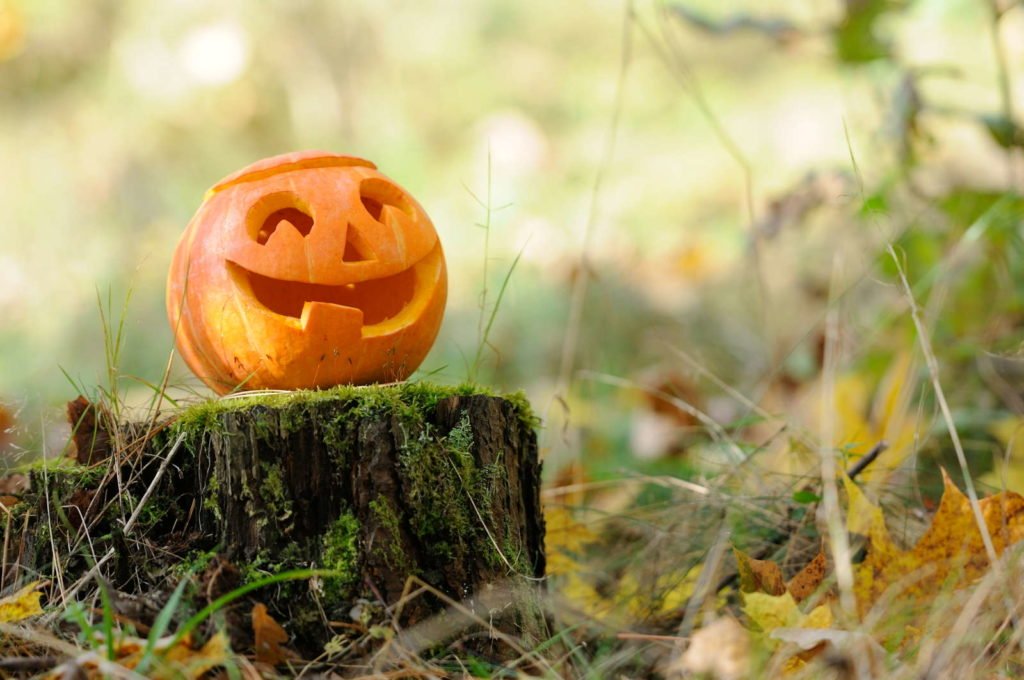 Kürbis im Wald mit lächelndem Gesicht