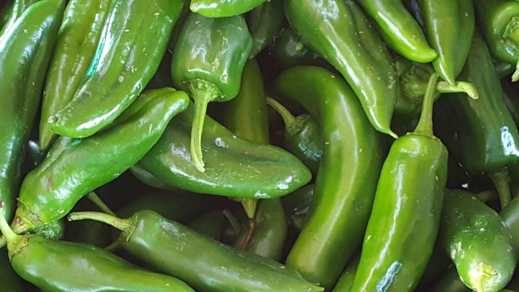 jalapeno grün ernte