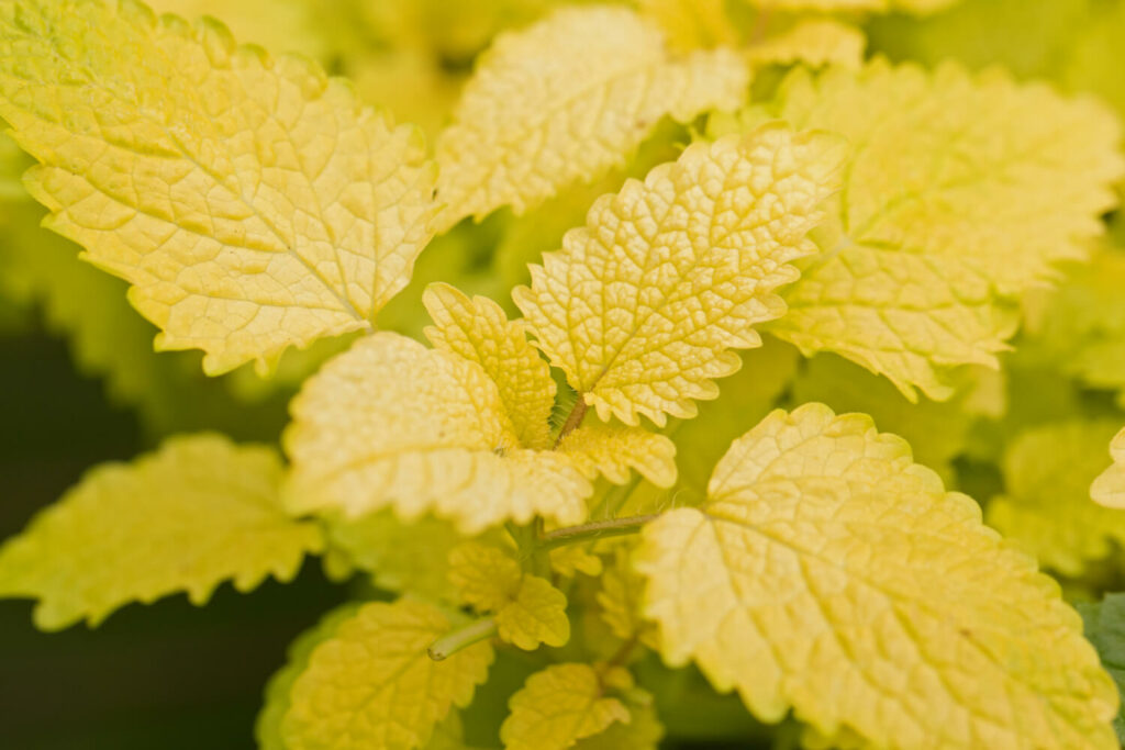 Goldene Zitronenmelisse