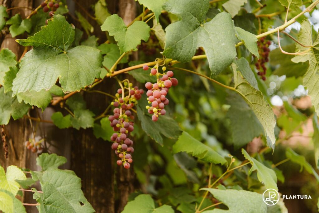 Weinsorte Vanessa