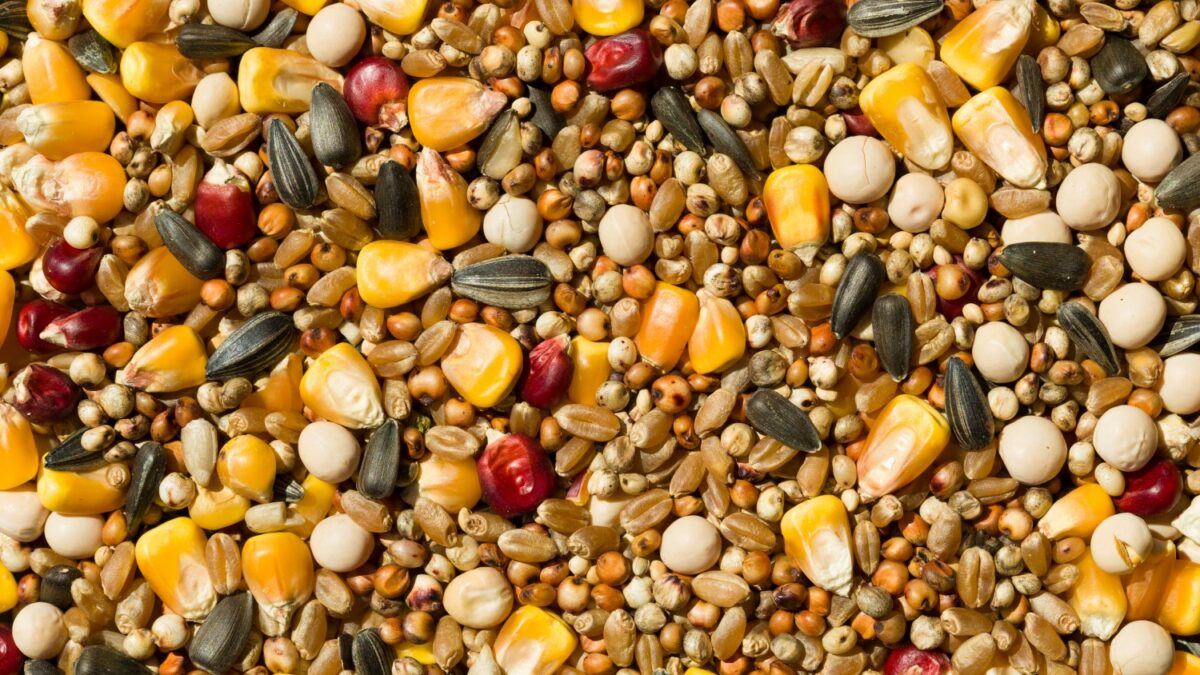 knstliche linsen Grohandel fr knstliche Linsen  Lensgoo Global