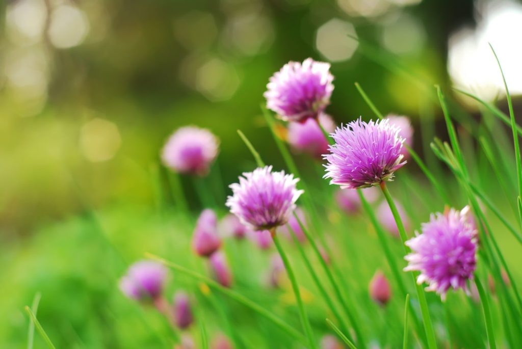 Schnittlauch mit lila Blüten