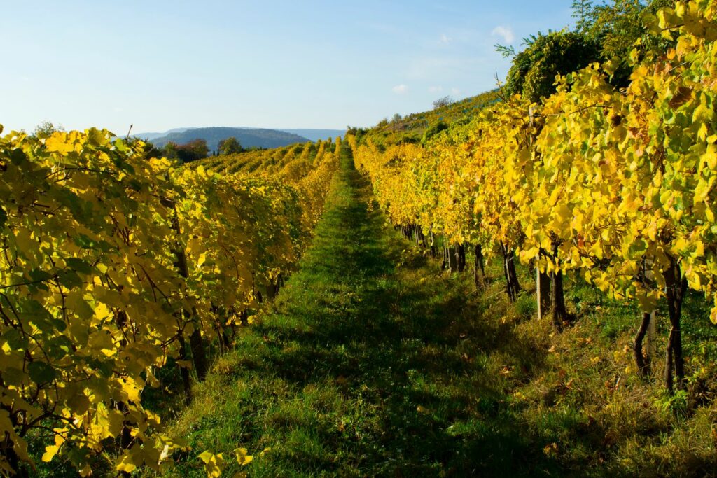 Traubenanbau auf Weinberg