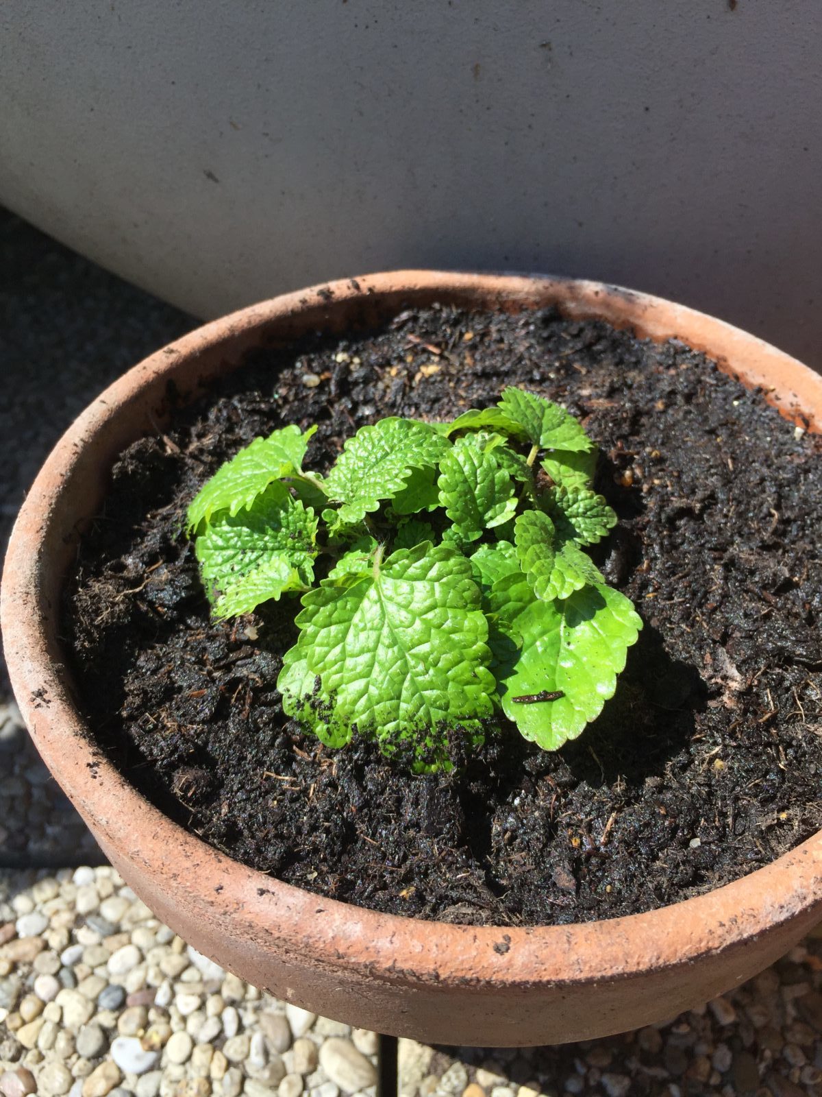 Zitronenmelisse anbauen Auf dem Balkon und im Garten Plantura