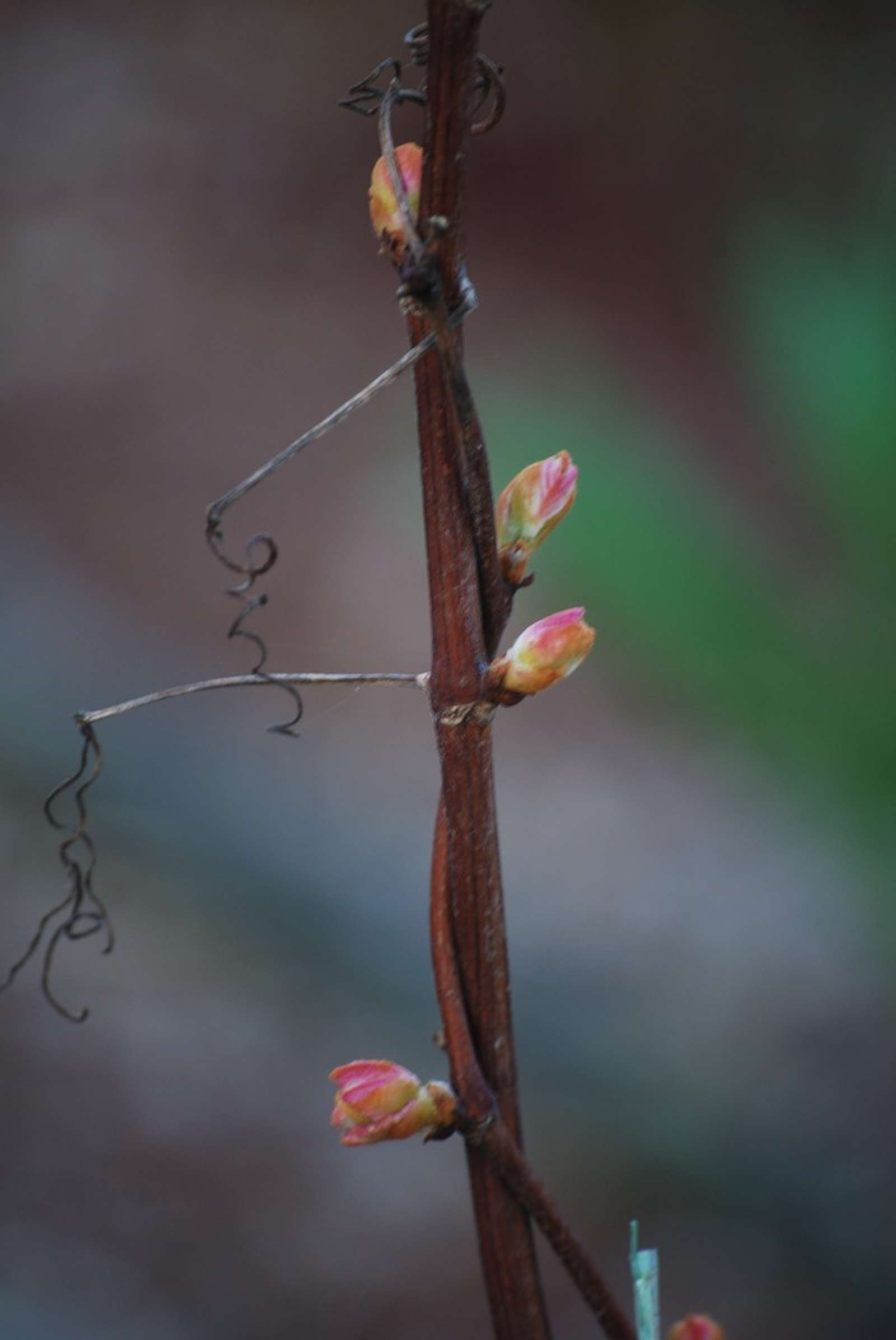 Weinreben pflanzen Pflanzzeit & winterharte / resistente Sorten Plantura