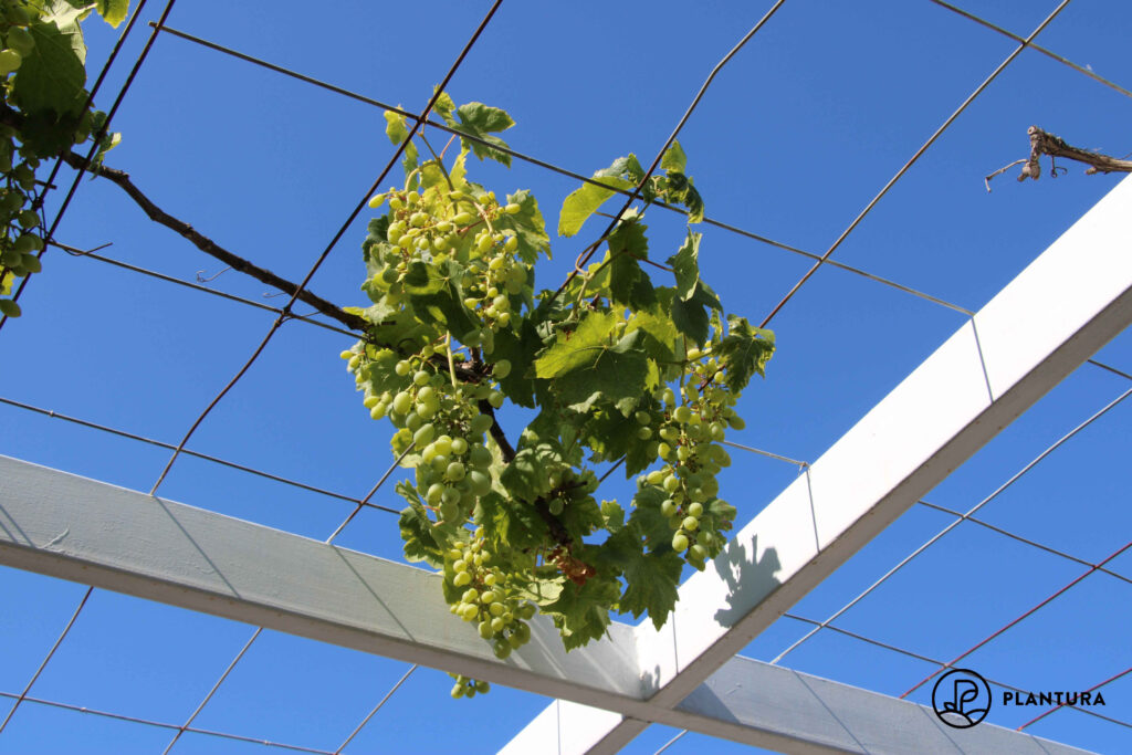 Rankgitter für Weinrebe