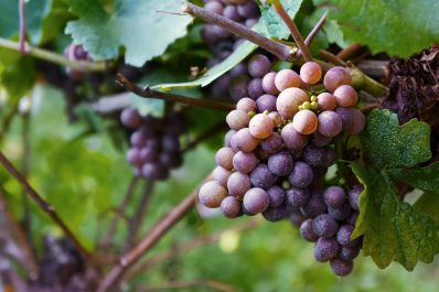 Weinreben pflanzen: Anleitung & Tipps zur Sortenwahl