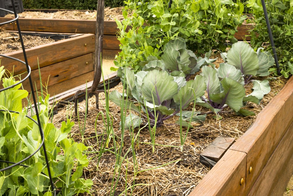 Hochbeet im Winter nutzen Ideen & Tipps Plantura