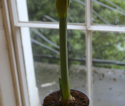 Amaryllis Im Topf