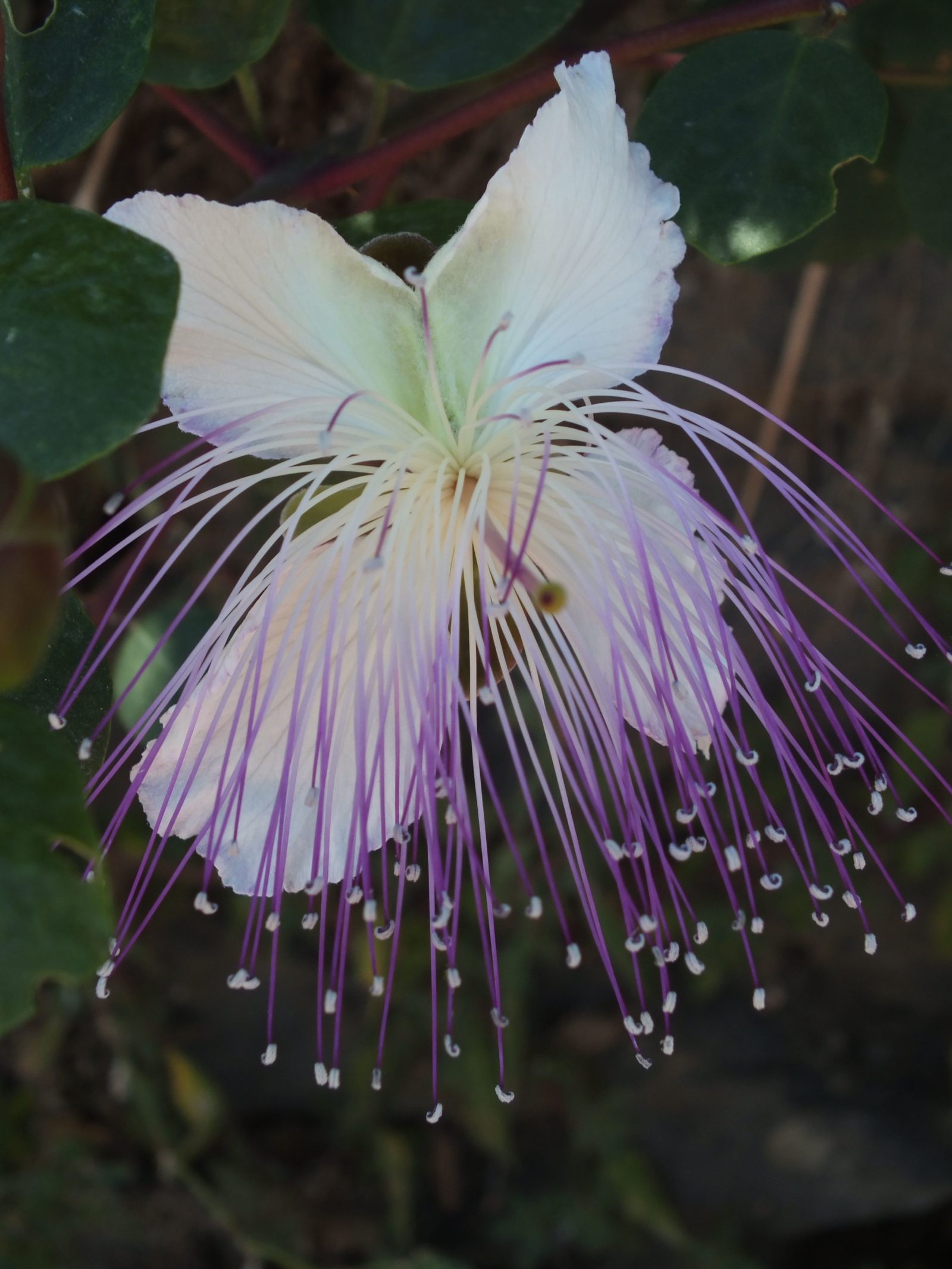 Kapernstrauch: Pikante Kapern aus dem Garten - Plantura